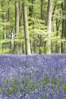Royalty Free Photo of Bluebells in a Woodlot