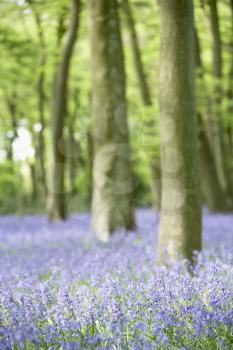 Royalty Free Photo of Bluebells in a Woodland