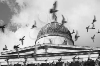 Royalty Free Photo of Birds Flying In Front Of the National Gallery, London, England