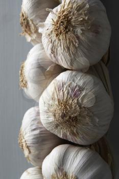 Royalty Free Photo of Garlic Bulbs Hanging From a String