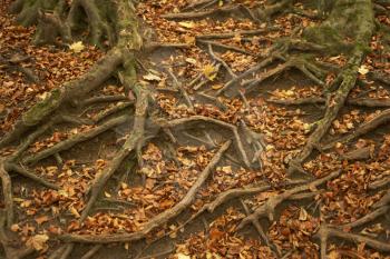 Royalty Free Photo of Tree Roots Showing Through Autumn Leafs