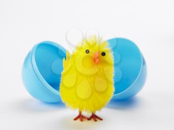 Royalty Free Photo of an Easter Chick in an Egg