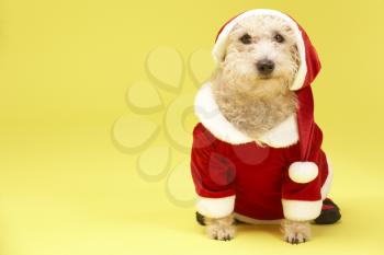 Royalty Free Photo of a Dog in a Santa Suit