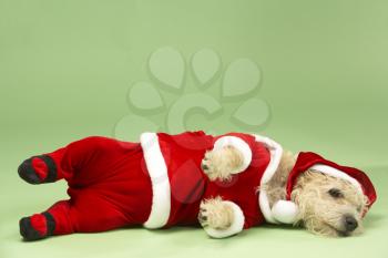 Royalty Free Photo of a Small Dog in a Santa Suit