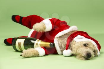 Royalty Free Photo of a Small Dog in a Santa Suit With a Wine Bottle