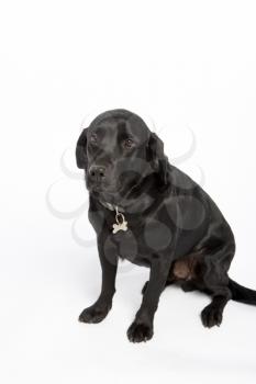 Royalty Free Photo of a Black Lab