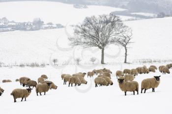 Royalty Free Photo of Sheep in Snow