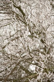 Royalty Free Photo of Snow and Ice on Branches
