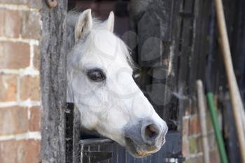 Royalty Free Photo of a Pony at a Stable Door