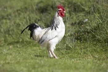 Royalty Free Photo of a Rooster