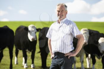 Royalty Free Photo of a Man With Cows