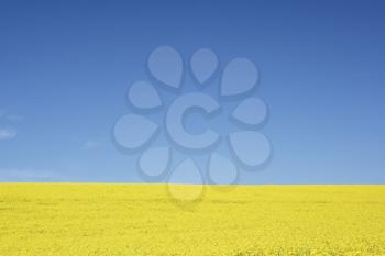 Royalty Free Photo of a Rapeseed Field