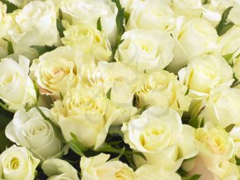 Royalty Free Photo of a Bunch of Cream Roses