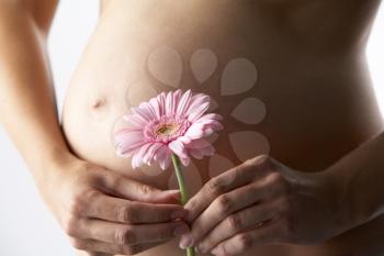 Royalty Free Photo of Pregnant Woman Holding a Pink Gerbera Daisy