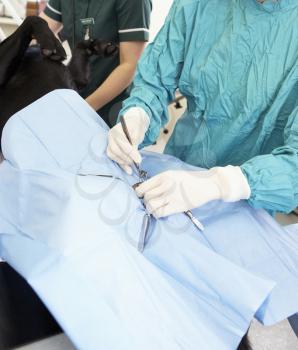 Royalty Free Photo of a Vet Operating on a Dog