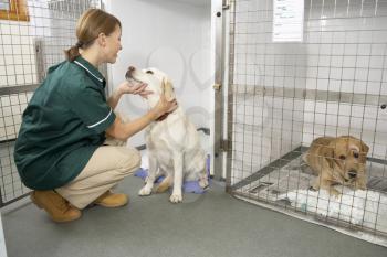Royalty Free Photo of a Nurse Checking on the Dogs