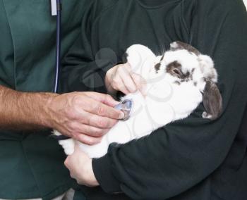Royalty Free Photo of a Vet with a Rabbit