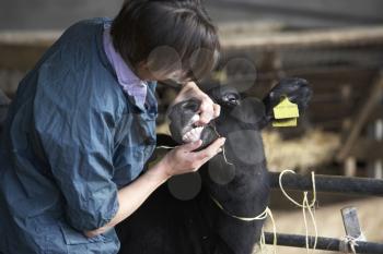 Royalty Free Photo of a Vet Examining a Calf