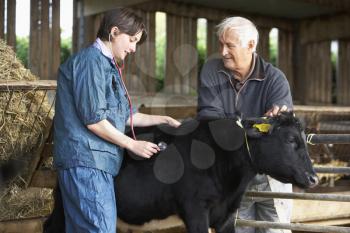 Royalty Free Photo of a Farmer With a Vet Examining a Calf