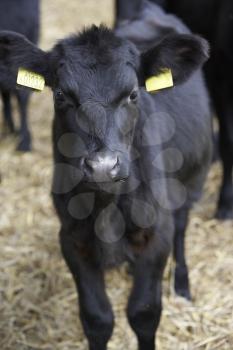 Royalty Free Photo of a Calf in a Barn