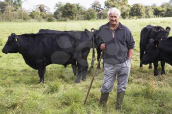 Royalty Free Photo of a Farmer With Cattle