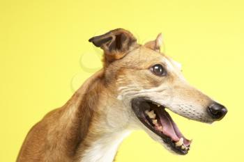 Royalty Free Photo of a Greyhound