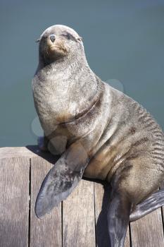 Royalty Free Photo of a Seal on a Pier