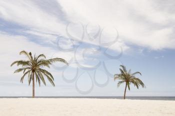 Royalty Free Photo of a Beach With Palm Trees