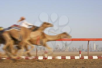 Royalty Free Photo of Camel Racing