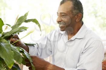 Royalty Free Photo of a Man at Home With a Plant