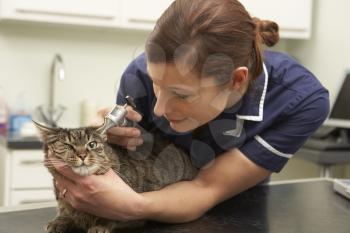 Female Veterinary Surgeon Examining Cat In Surgery