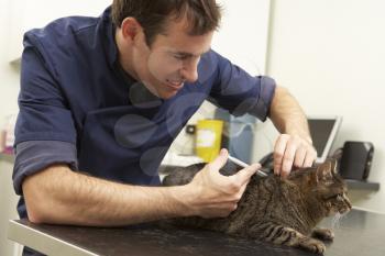 Male Veterinary Surgeon Examining Cat In Surgery