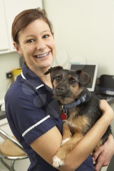 Female Veterinary Surgeon Holding Dog In Surgery