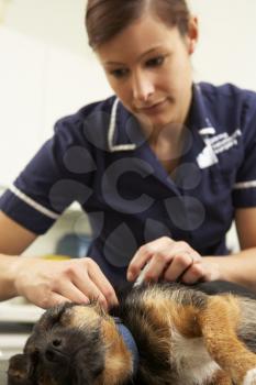 Female Veterinary Surgeon Examining Anaesthetised Dog In Surgery