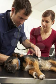 Male Veterinary Surgeon Examining Anaesthetised Dog In Surgery