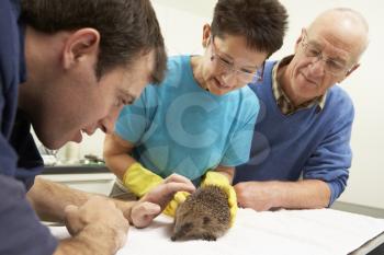 Male Veterinary Surgeon Examining Rescued Hedgehog In Surgery