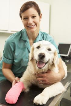 Female Veterinary Surgeon Treating Dog In Surgery