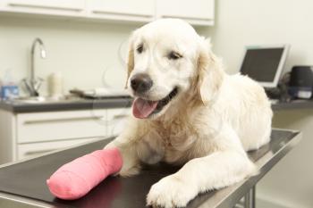 Dog Recovering After Treatment On Table In Veterinary Surgery