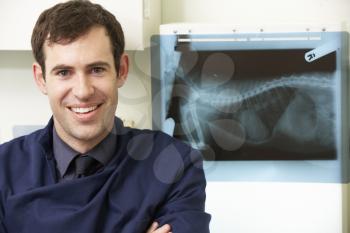 Male Veterinary Surgeon Examining X Ray In Surgery