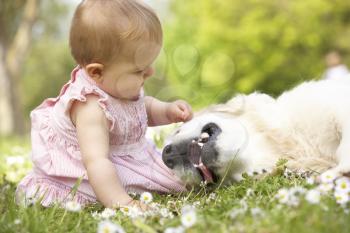 Baby Girl In Summer Dress Sitting In Field Petting Family Dog