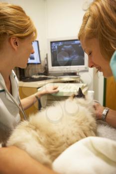 Cat Having Ultrasound Scan At Vets