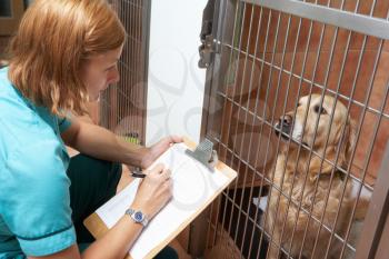 Veterinary Nurse Checking On Dog In Cage