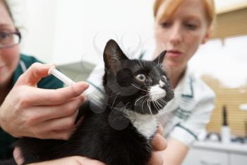 Veterinary Nurse Giving Cat Injection