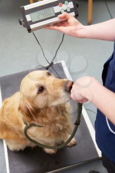 Veterinary Nurse Weighing Dog In Surgery