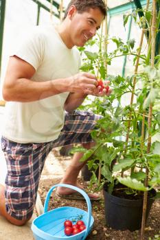 Man Harvesting Home Grown Tomatoes In Greenhouse