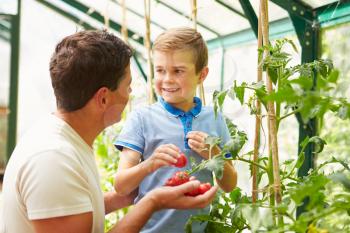 Father And Son Harvesting Home Grown Tomatoes In Greenhouse