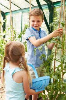 Children Harvesting Home Grown Tomatoes In Greenhouse