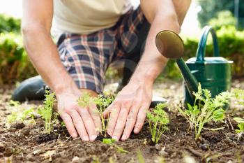 Close Up Of Man Planting Seedlings In Ground On Allotment