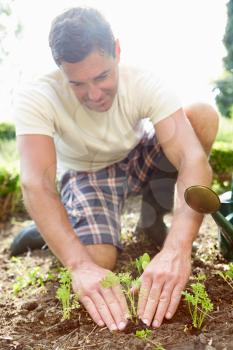 Man Planting Seedling In Ground On Allotment