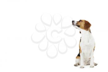Studio Portrait Of Beagle Dog Against White Background